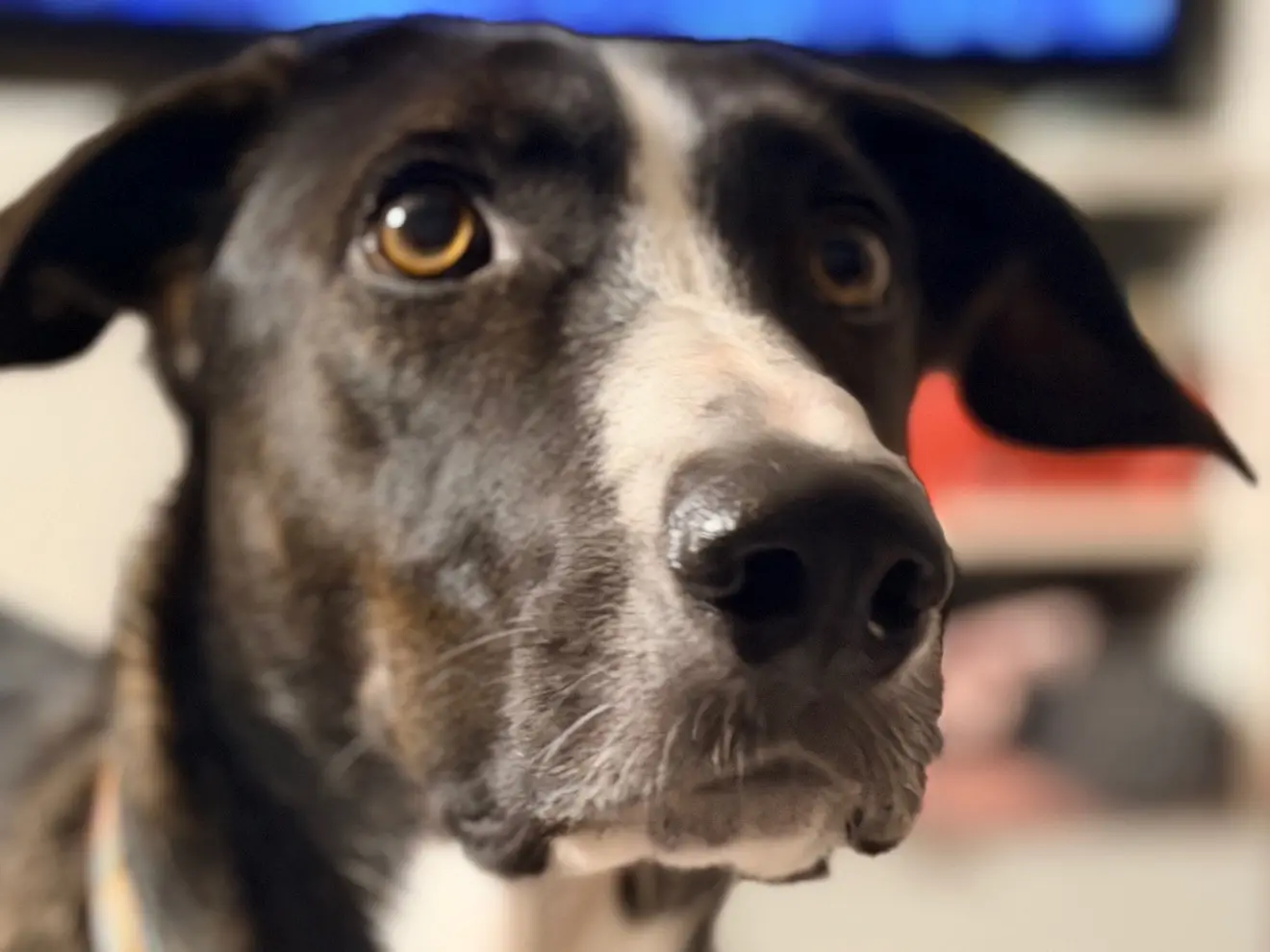 Adotta un cane, maschio, 1 anno e 9 mesi, Milano
