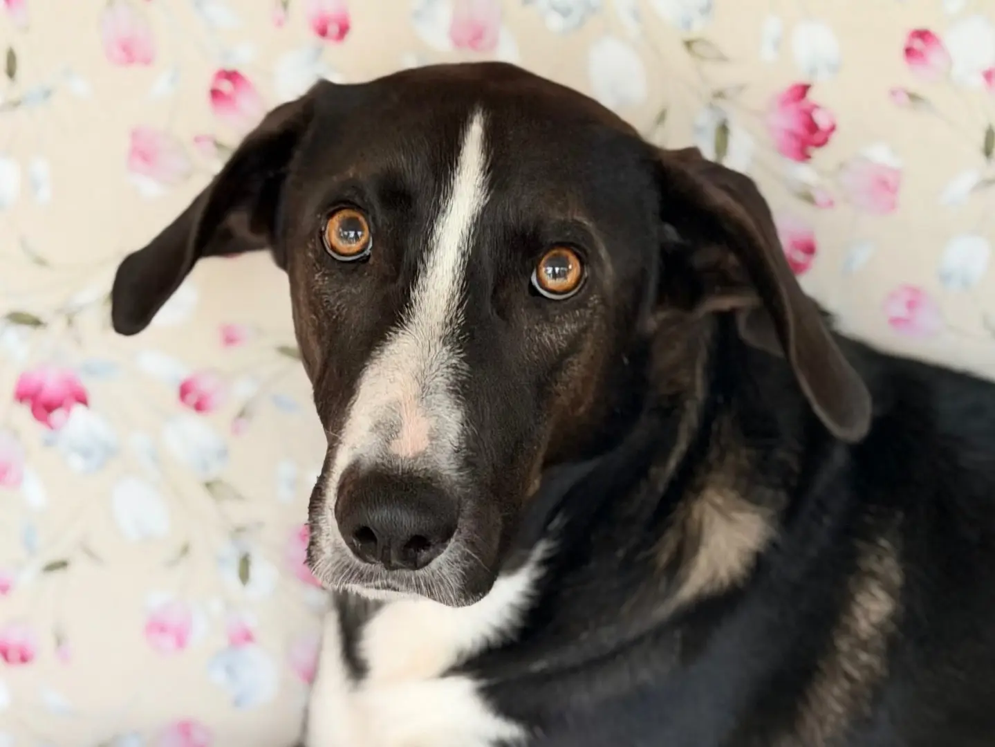 Adotta il cane Salino a Milano
