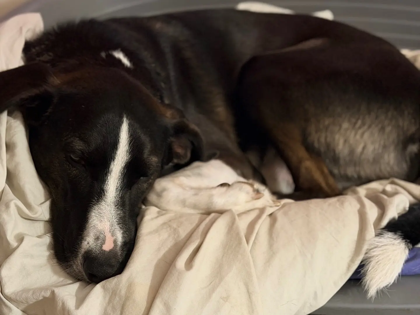 Adotta un cane, taglia media, maschio, Milano