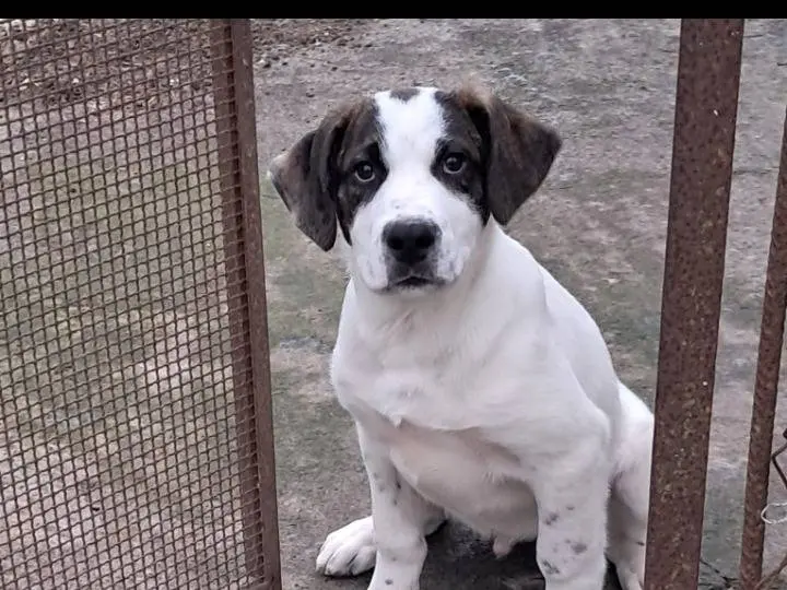 Adozione cane, maschio, Razza sconosciuta Razza sconosciuta, 11 mesi, taglia grande, Siracusa