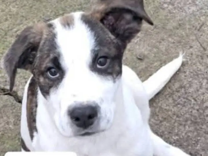 Adotta un cane, maschio, 11 mesi, Siracusa