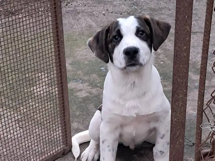 Adotta un cane, taglia grande, maschio, Siracusa