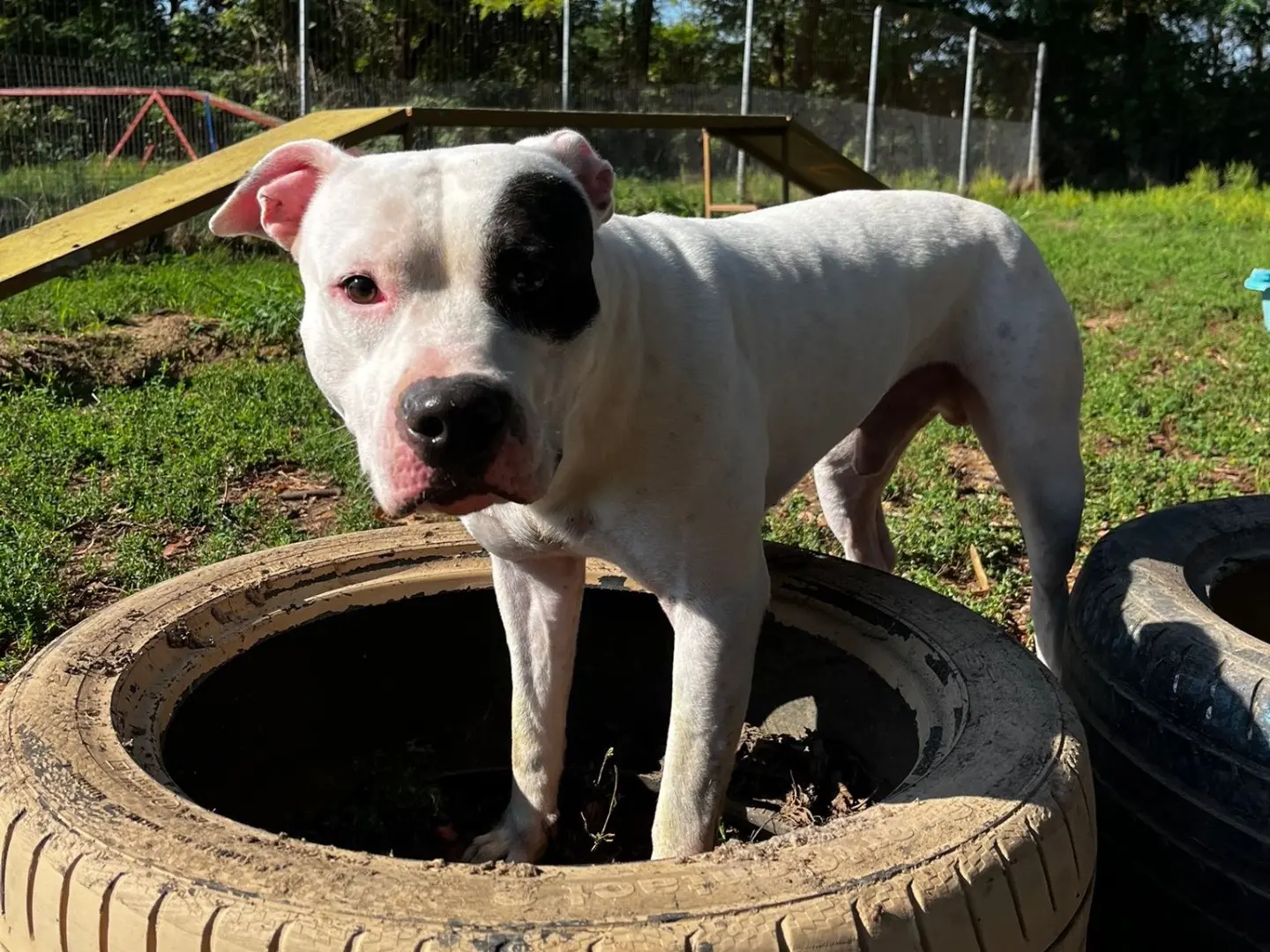 Adozione cane, maschio, American Staffordshire Terrier Amstaff, 5 anni e 9 mesi, taglia media, Pavia