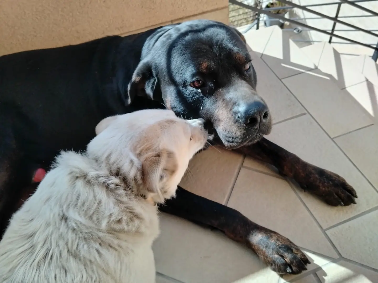 Adotta un cane, taglia gigante, maschio, Treviso