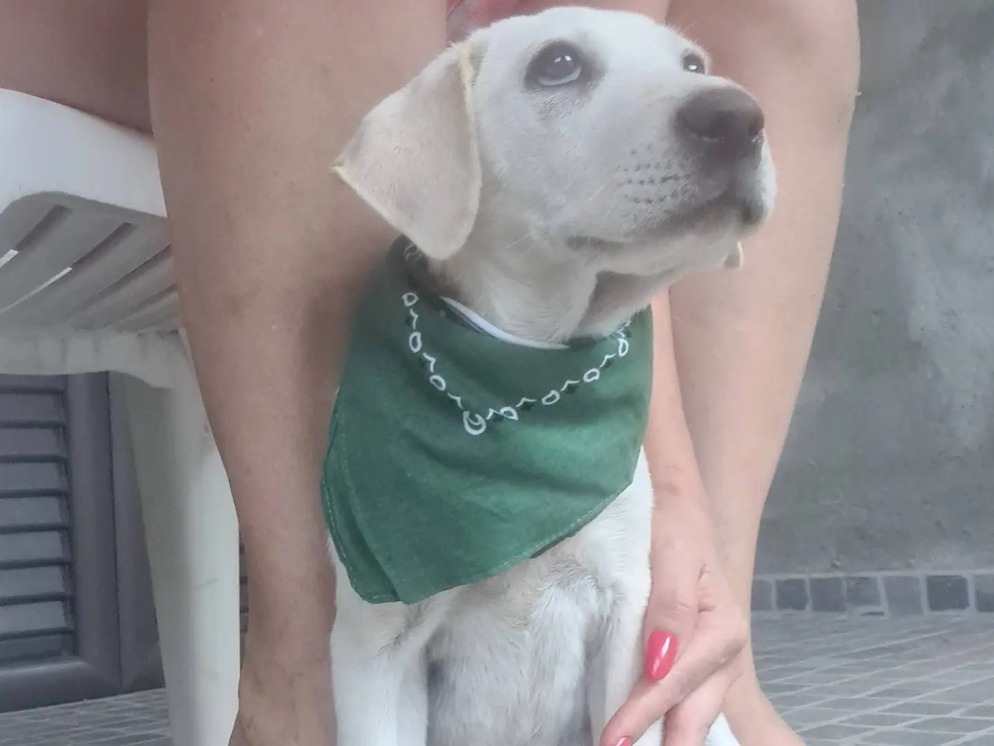 Adotta il cane Seta a Lodi