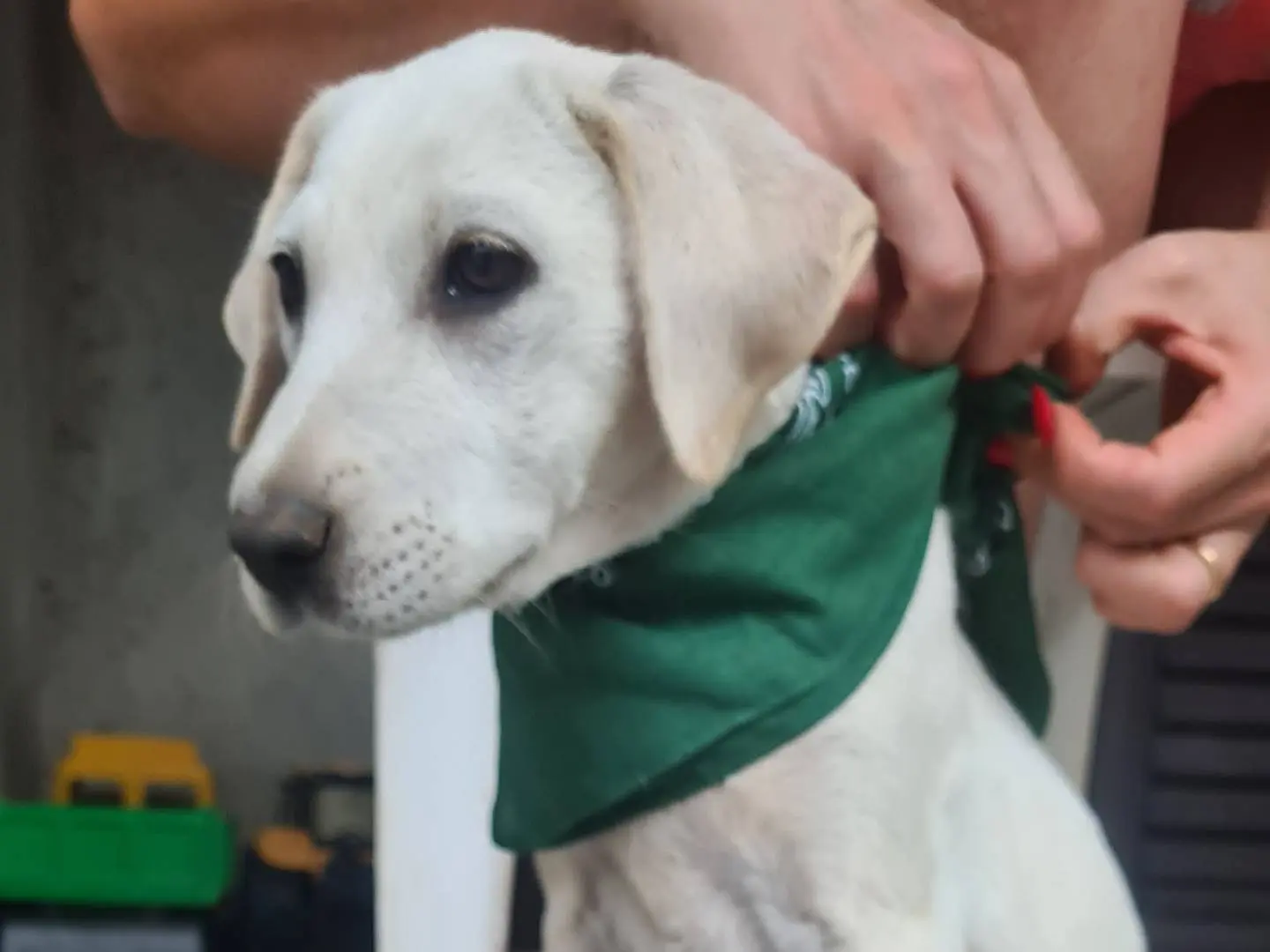 Vuoi adottare un cane a Lodi?