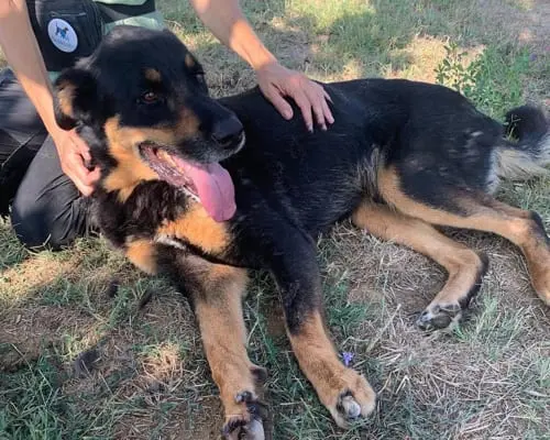 Adotta il cane aro a Roma