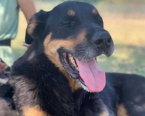 Adotta un cane, maschio, 9 anni e 8 mesi, Roma