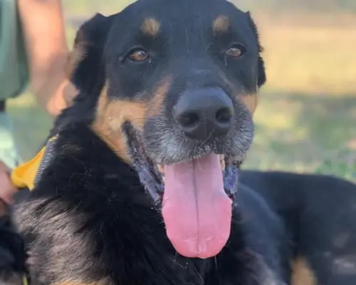 Adozione cane, maschio, meticcio, 9 anni e 8 mesi, taglia grande, Roma
