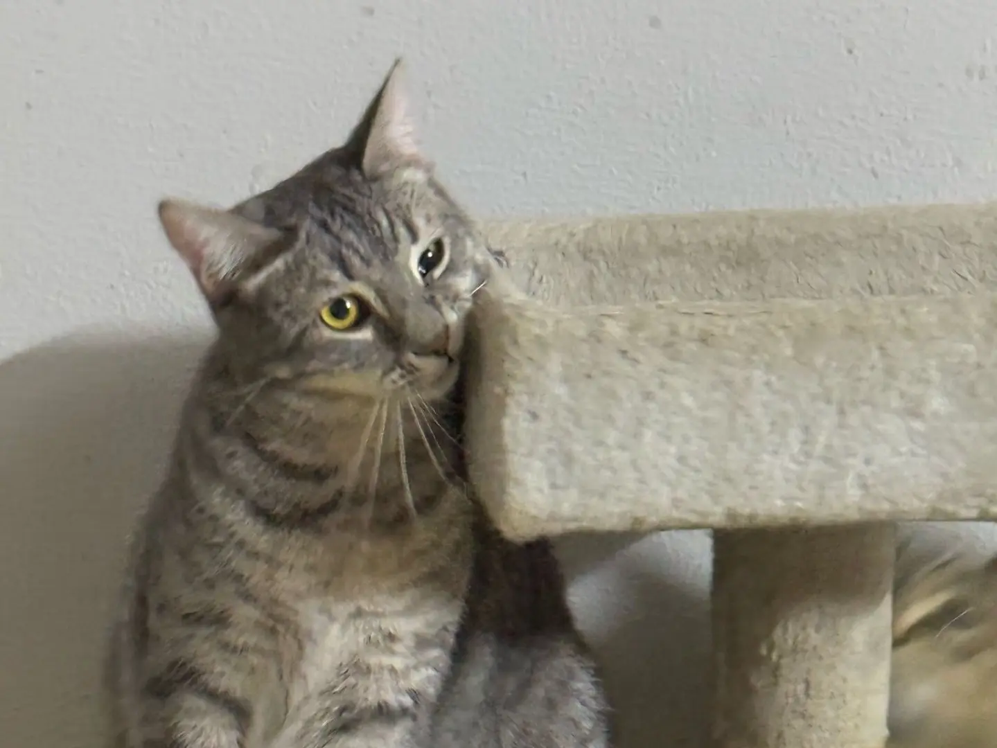 Adozione gatto, femmina, Razza sconosciuta Razza sconosciuta, 2 anni e 8 mesi, taglia non valida, Taranto