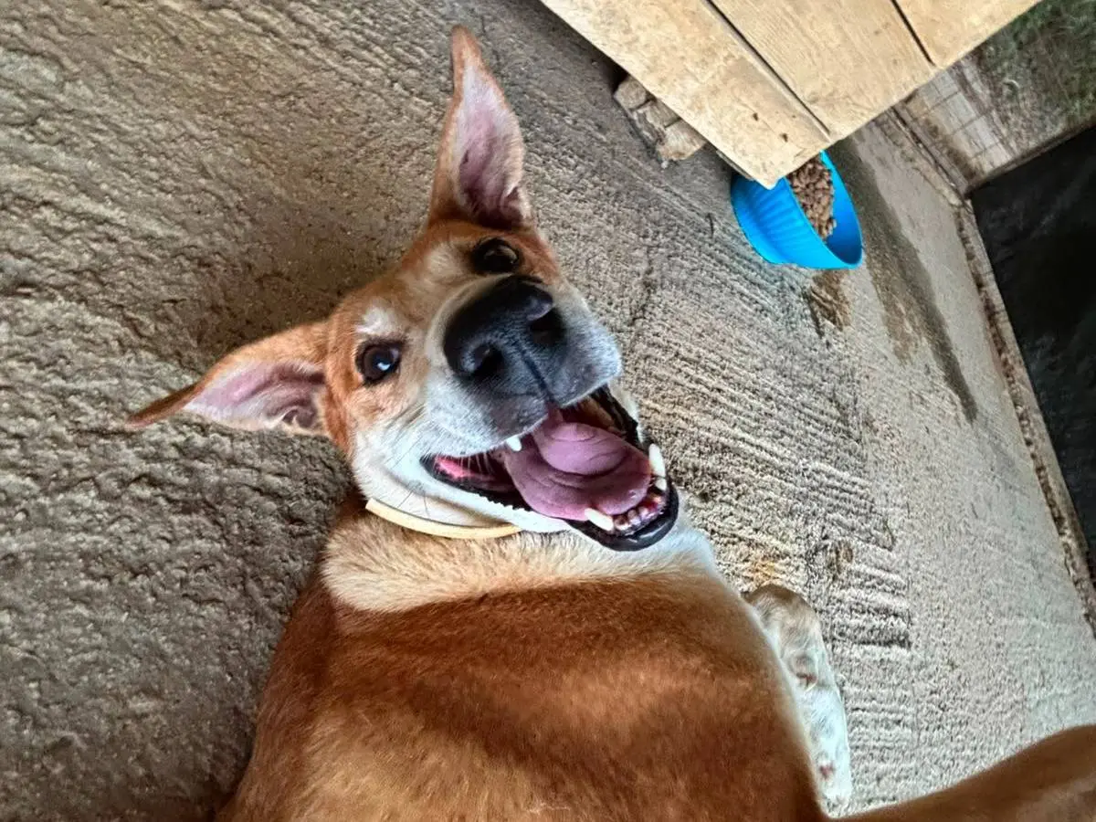 Adotta il cane Vicky a Trapani