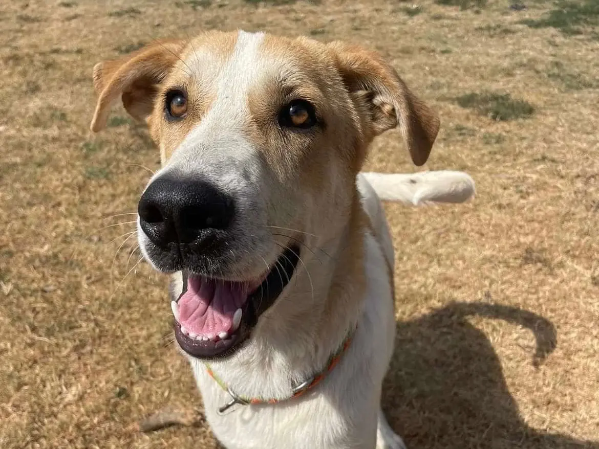 Adozione cane, maschio, Razza sconosciuta Razza sconosciuta, 3 anni e 5 mesi, taglia gigante, Savona