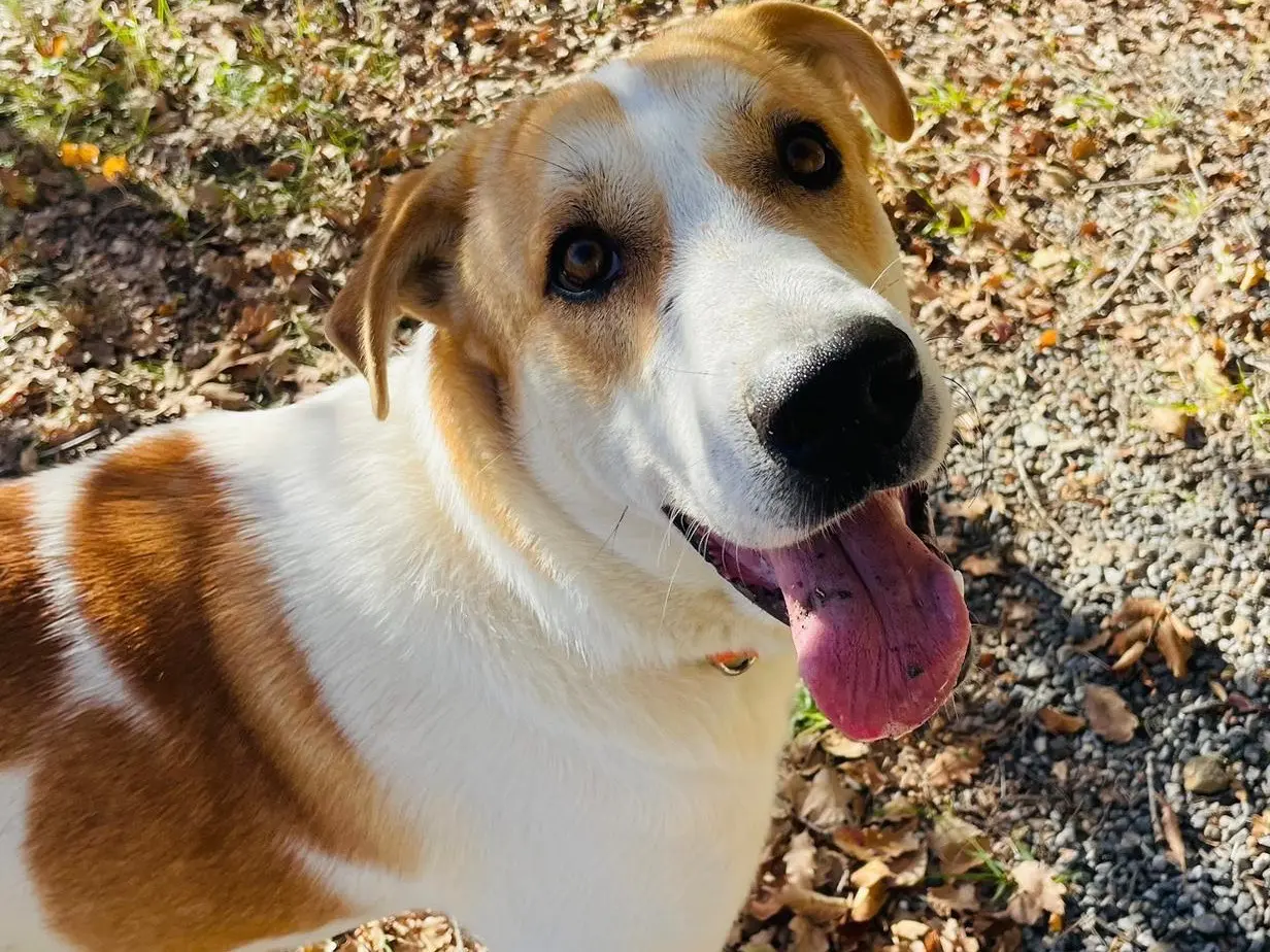 Adotta un cane, maschio, 3 anni e 5 mesi, Savona