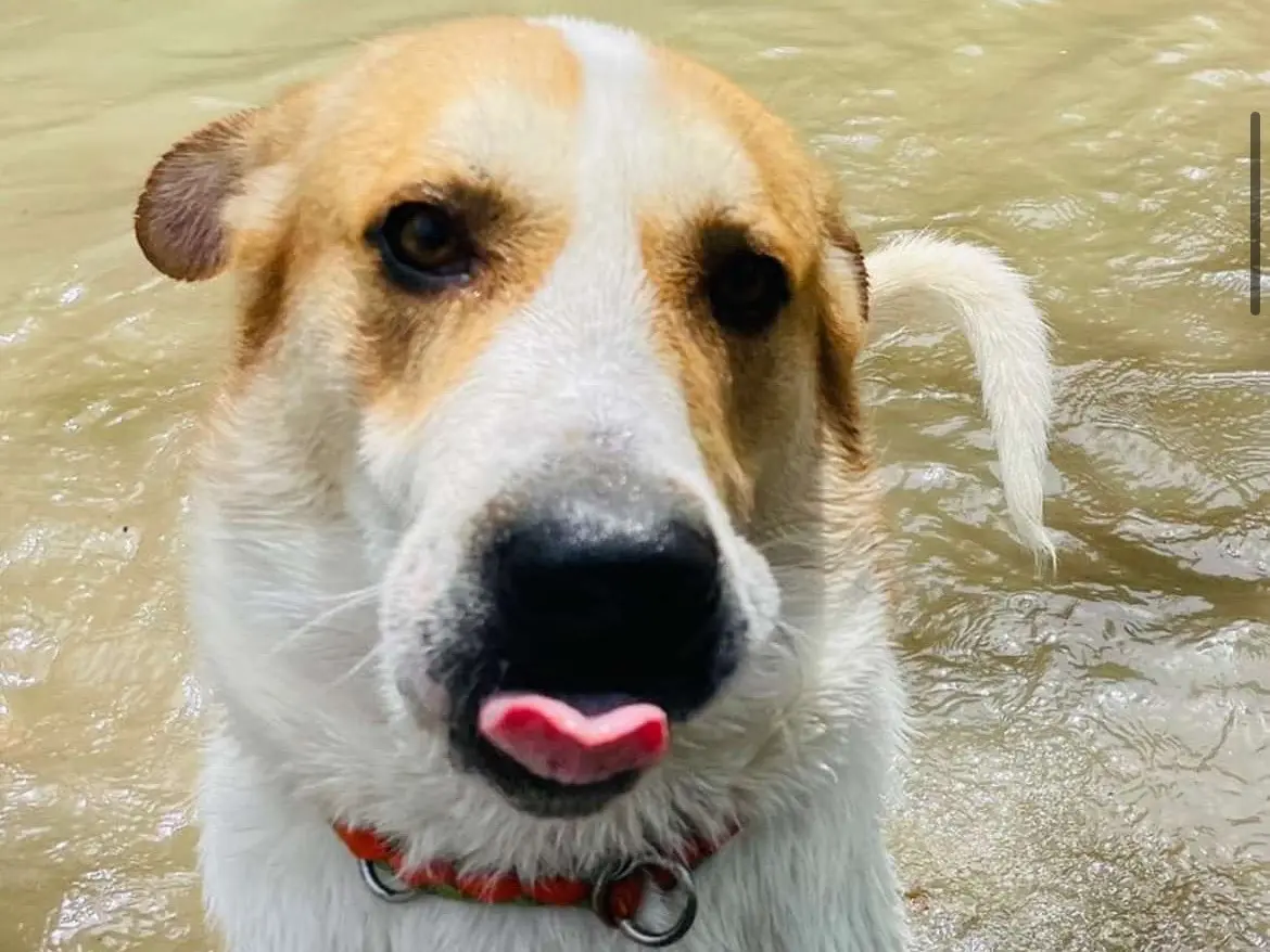 Vuoi adottare un cane a Savona?