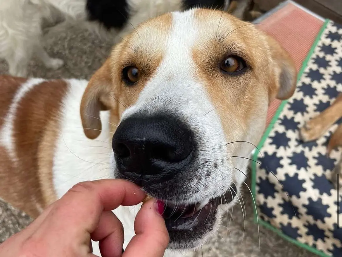 Adotta un cane, taglia gigante, maschio, Savona