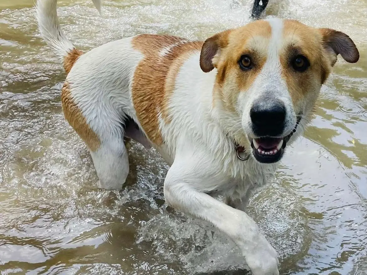 Adotta il cane Joy a Savona