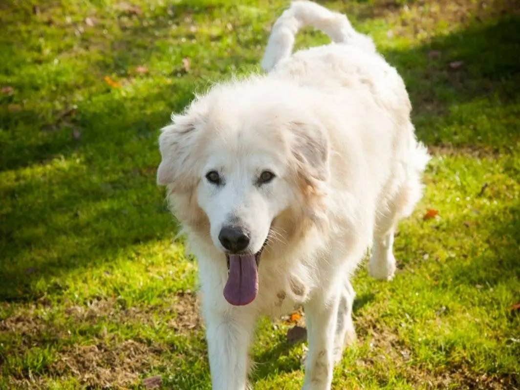 Adotta il cane ZEN a Frosinone