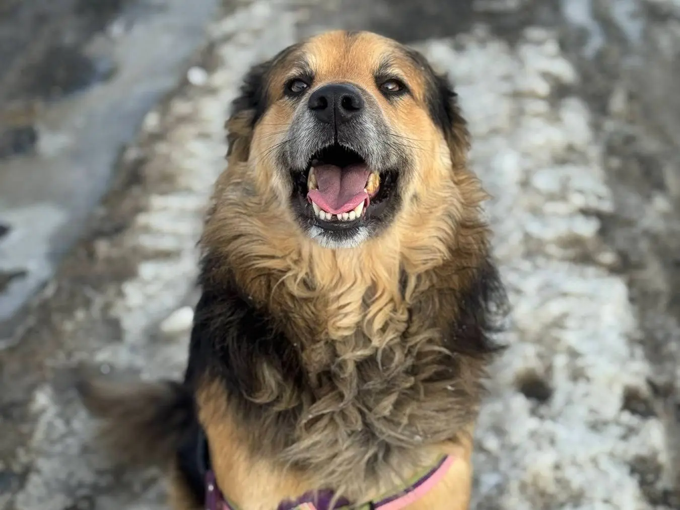 Adotta il cane ATHOS a Firenze