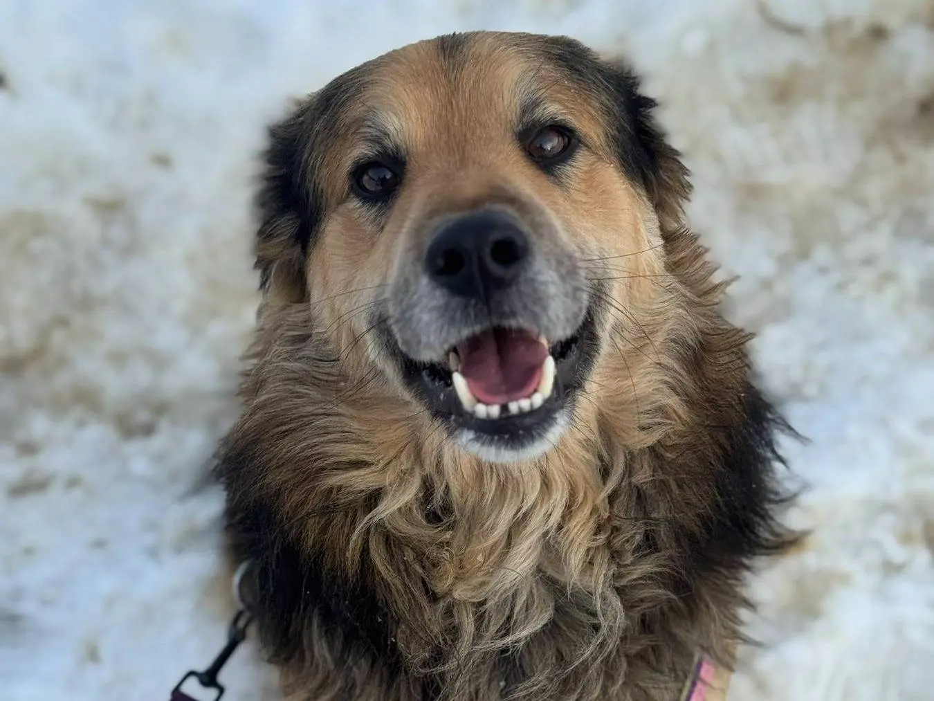 Adozione cane, maschio, Razza sconosciuta Razza sconosciuta, 3 anni e 4 mesi, taglia media, Firenze