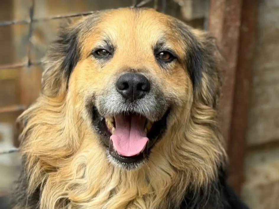 Adotta un cane, maschio, 3 anni e 4 mesi, Firenze