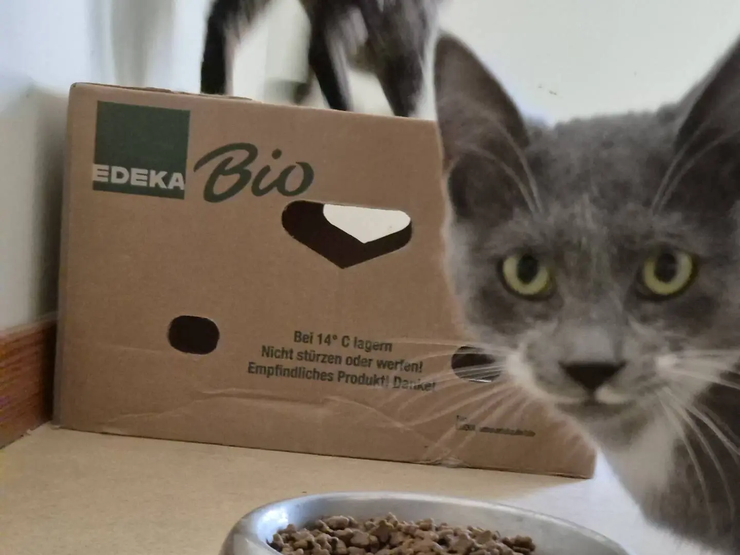 Adotta il gatto Teddy a Bari