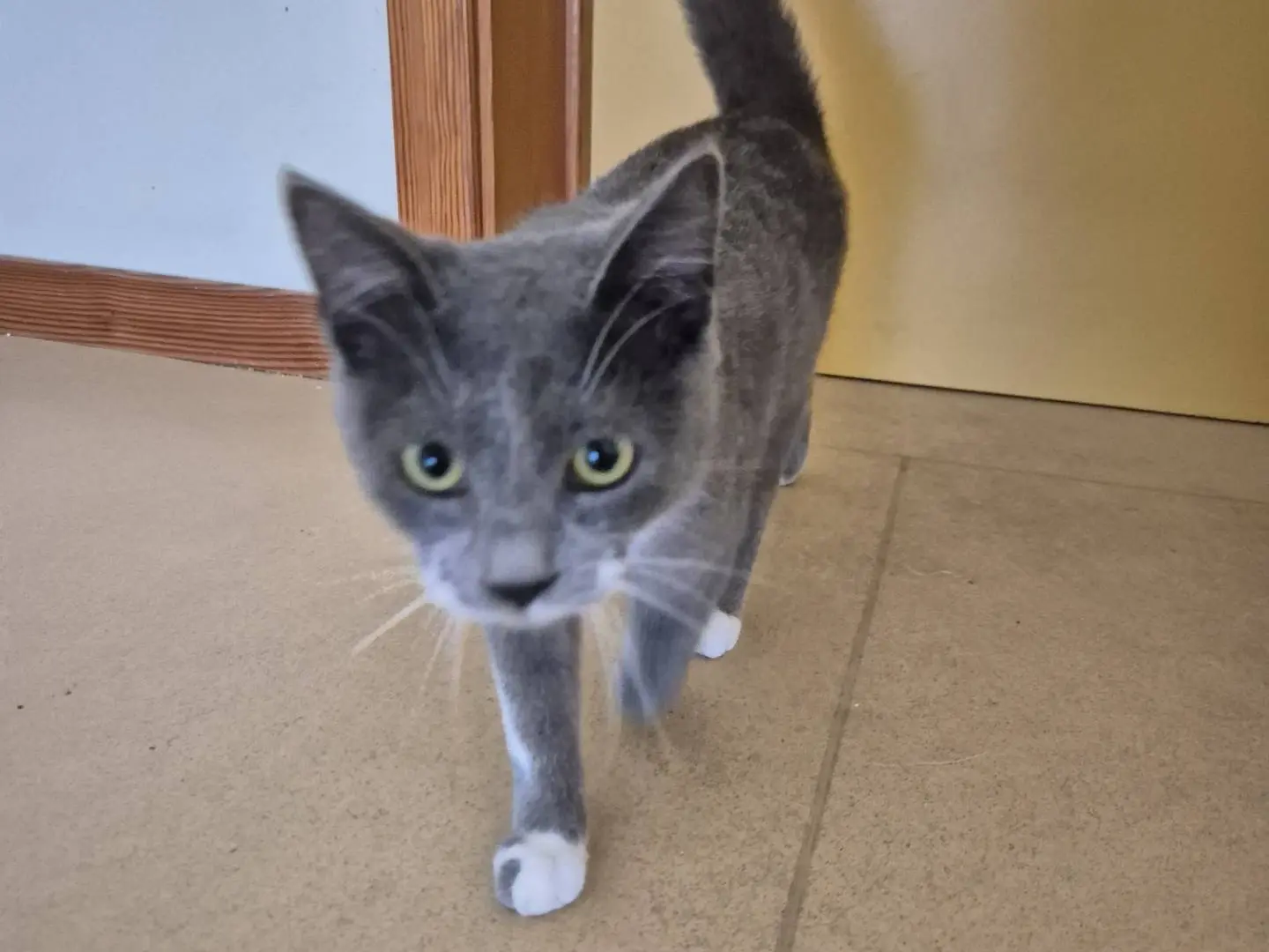 Adotta un gatto, taglia non valida, maschio, Bari