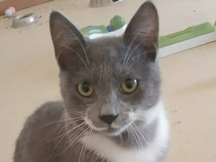 Adozione gatto, maschio, Razza sconosciuta Razza sconosciuta, 5 mesi, taglia non valida, Bari