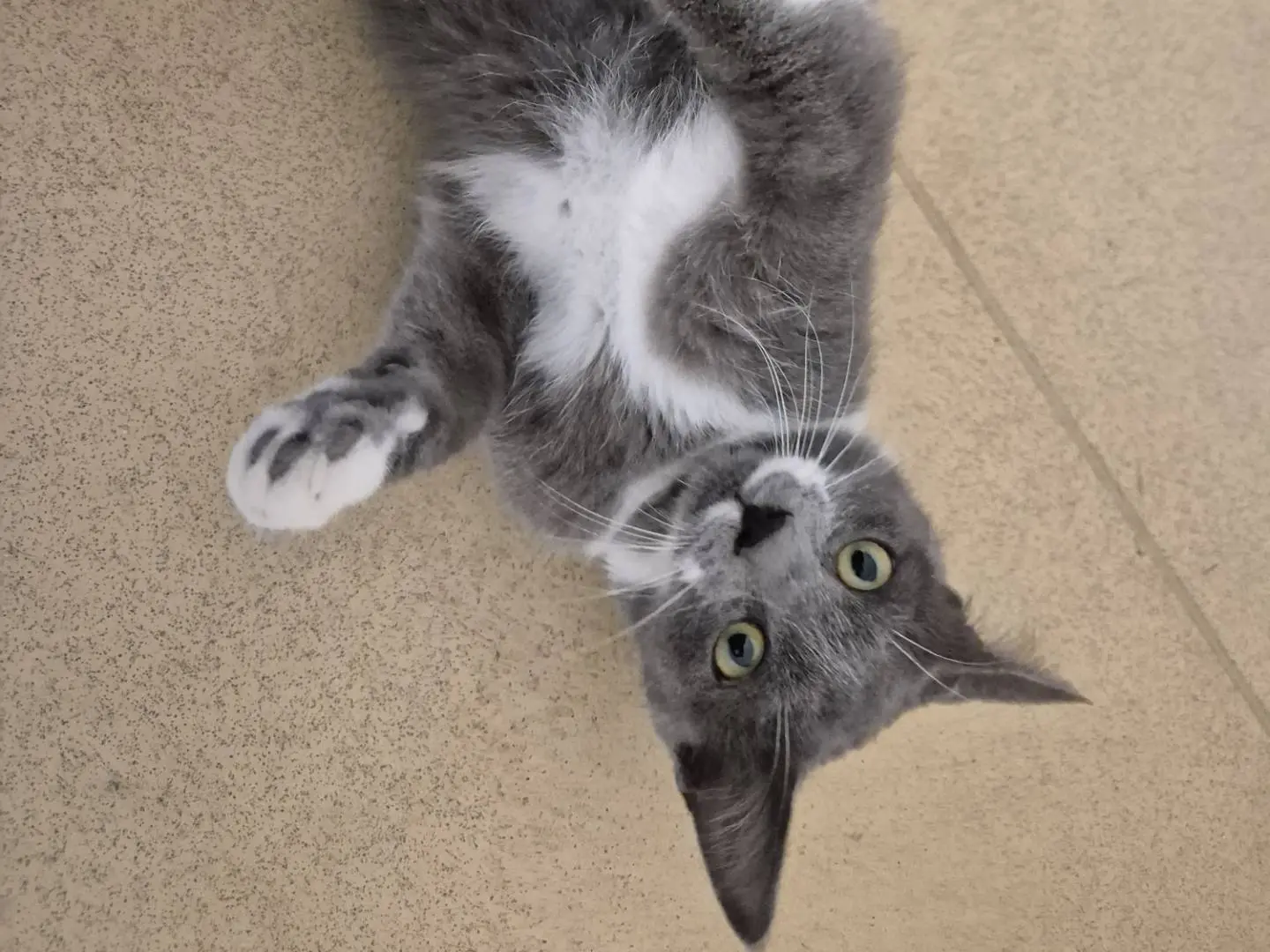 Adotta un gatto, maschio, 5 mesi, Bari