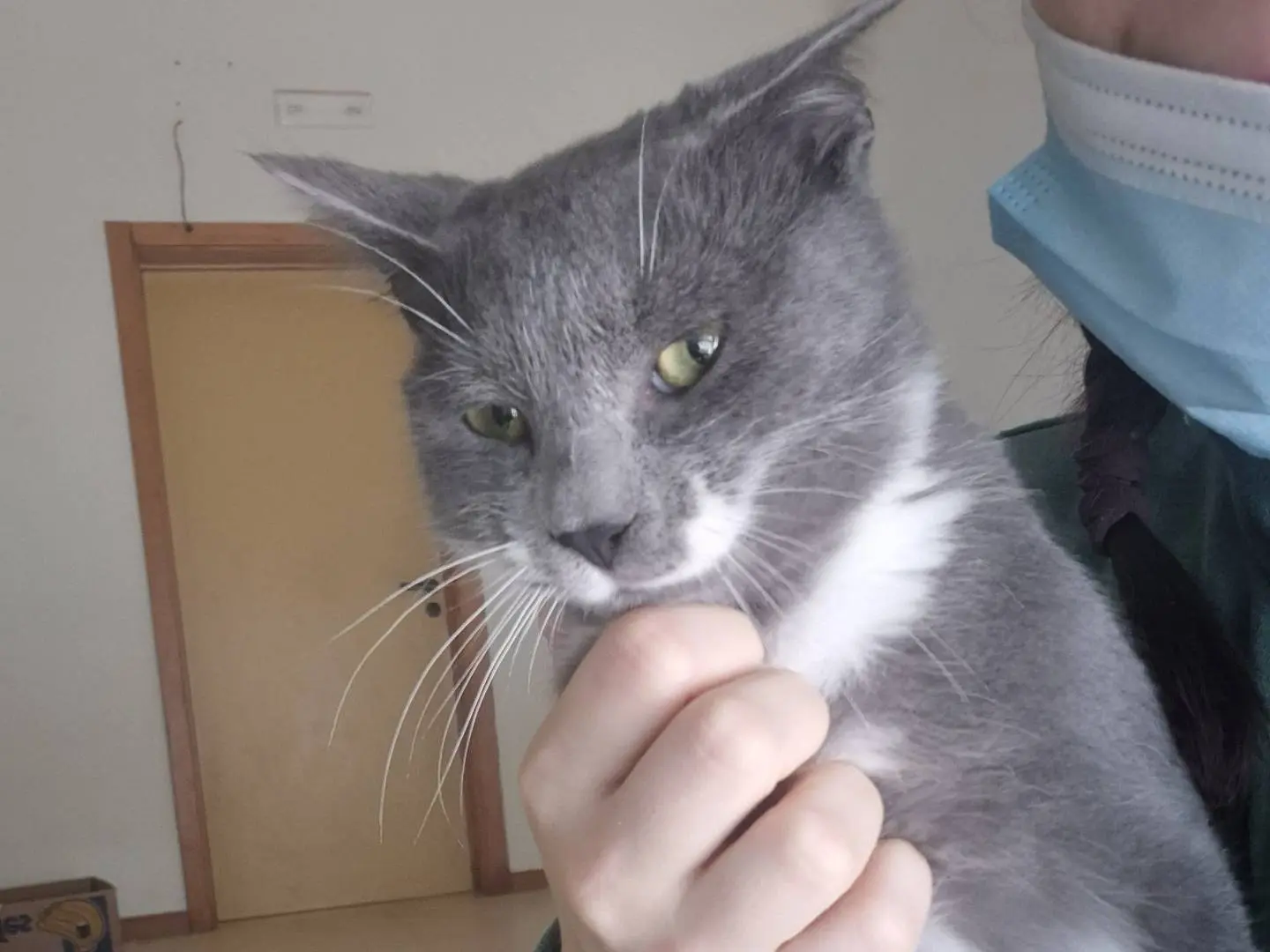 Vuoi adottare un gatto a Bari?