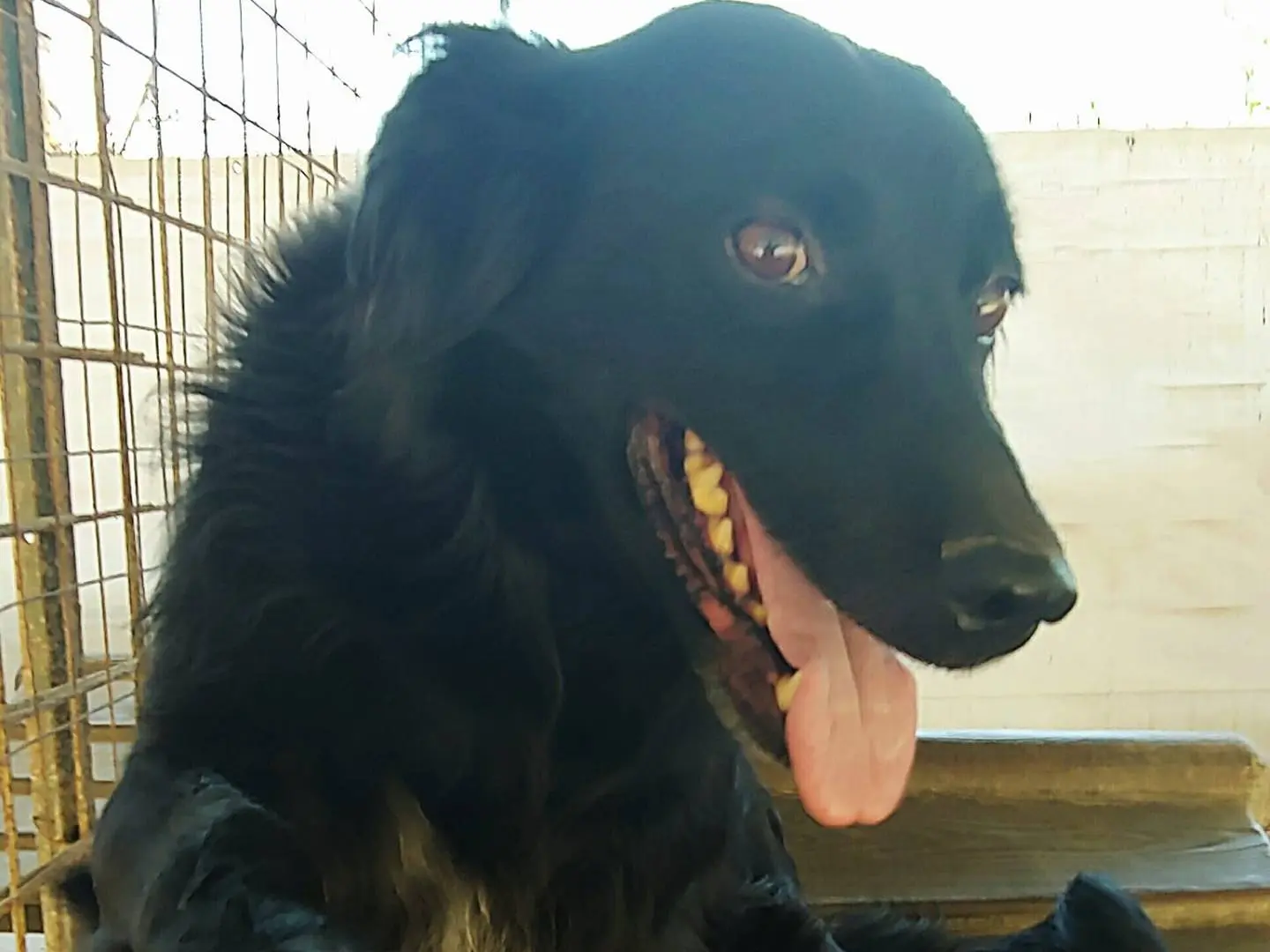 Adotta il cane Elvis a Messina