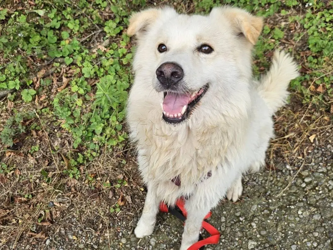 Adozione cane, maschio, Razza sconosciuta Razza sconosciuta, 5 anni e 4 mesi, taglia media, Novara