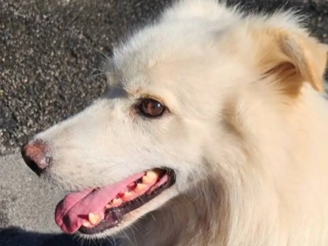 Adotta il cane Fiore a Novara