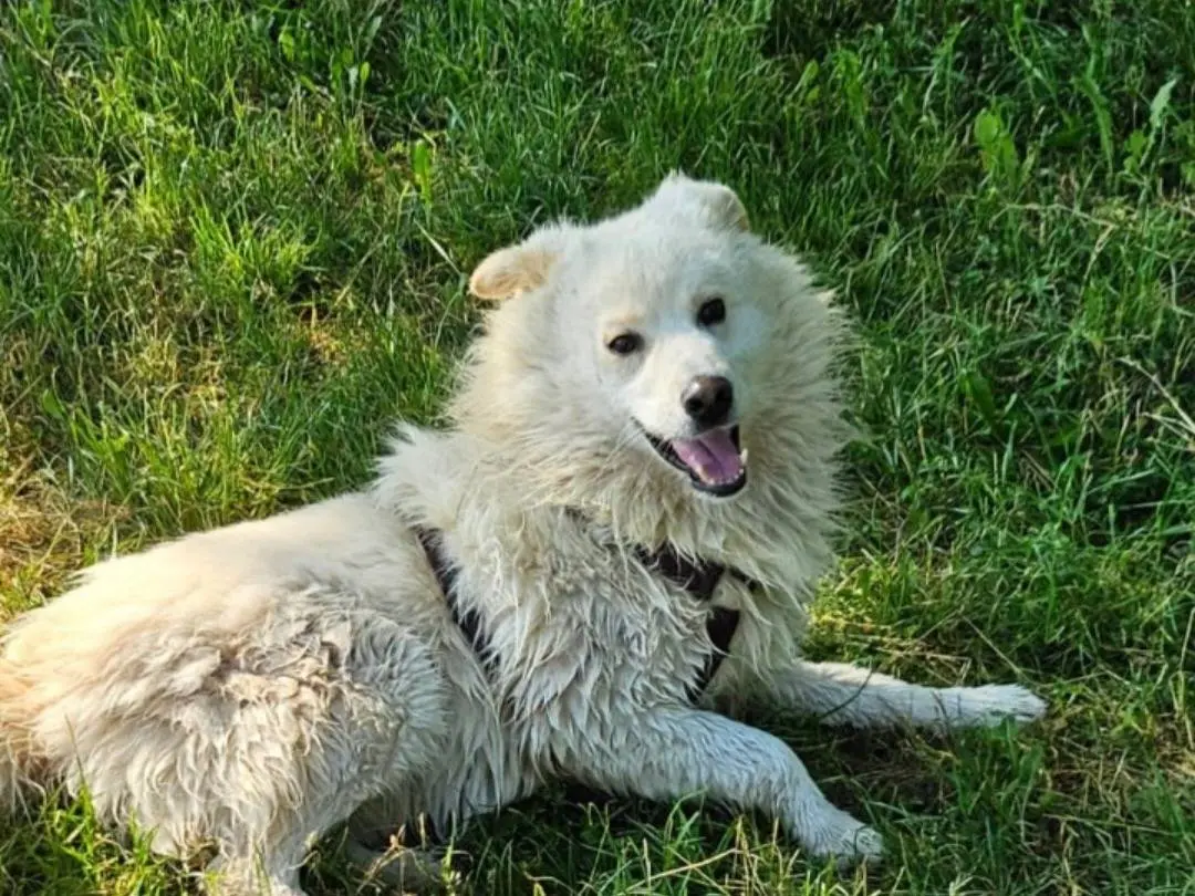 Adotta un cane, maschio, 5 anni e 4 mesi, Novara