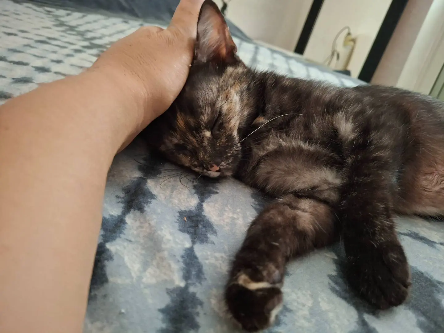 Adotta un gatto, taglia non valida, femmina, Palermo