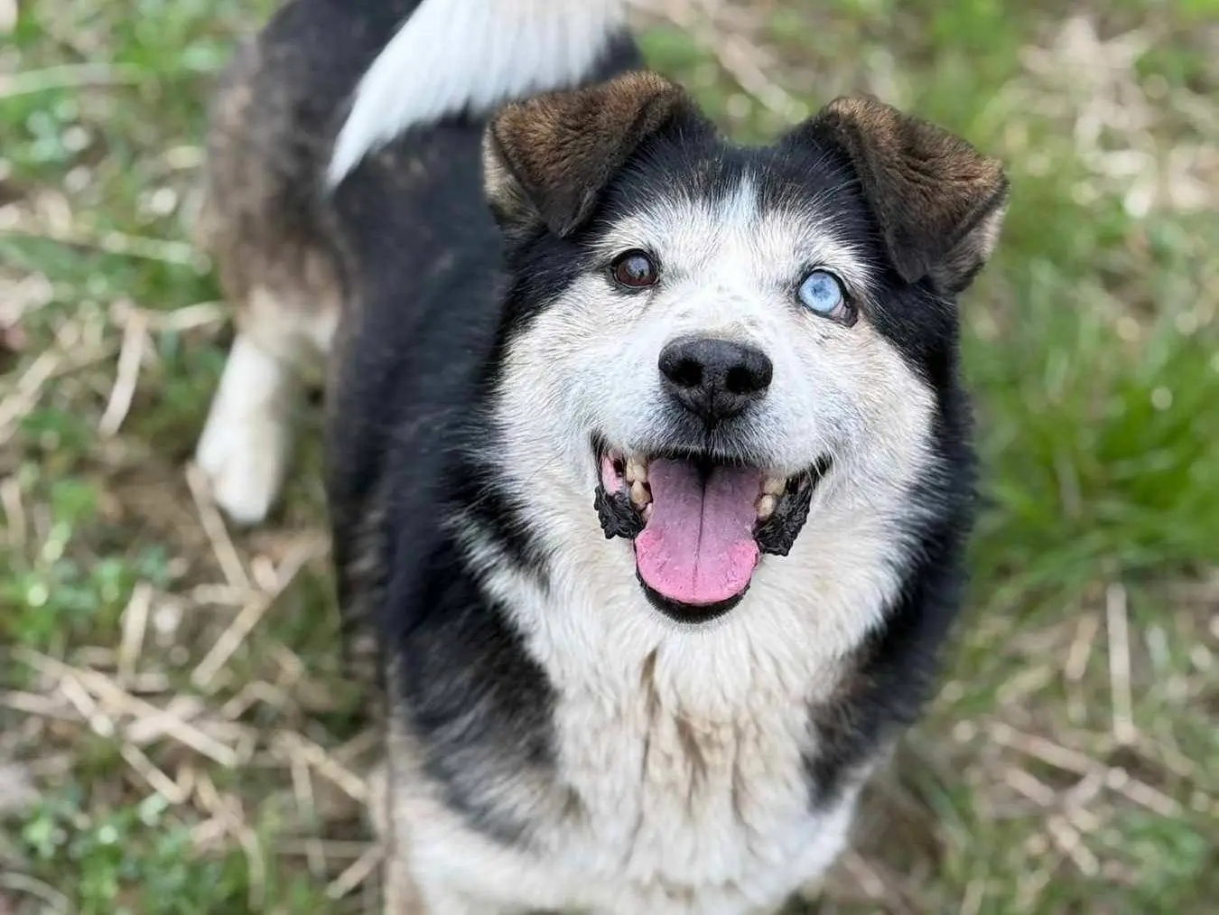 Adozione cane, maschio, Razza sconosciuta Razza sconosciuta, 4 anni e 10 mesi, taglia piccola, Firenze