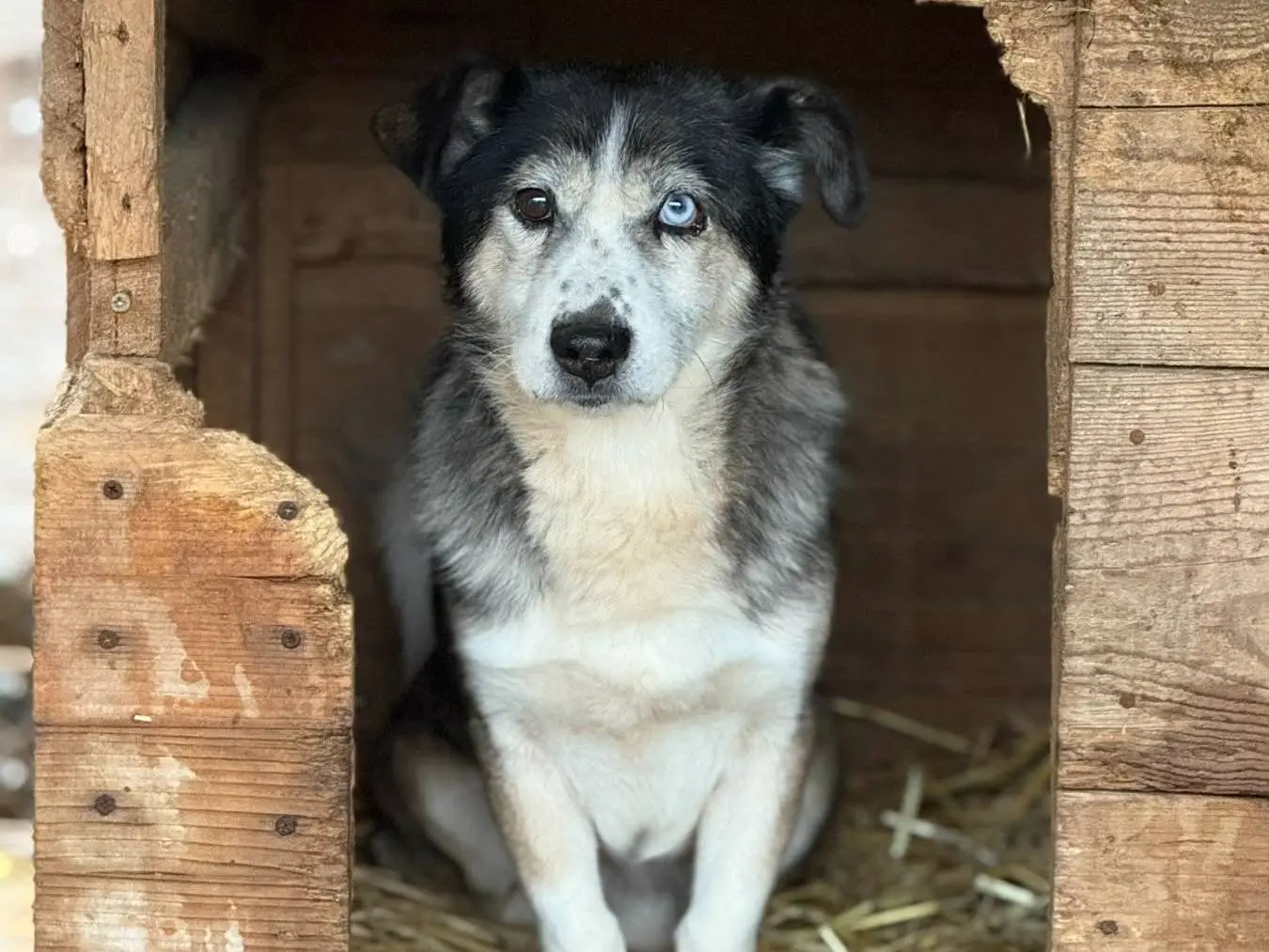 Adotta un cane, maschio, 4 anni e 10 mesi, Firenze