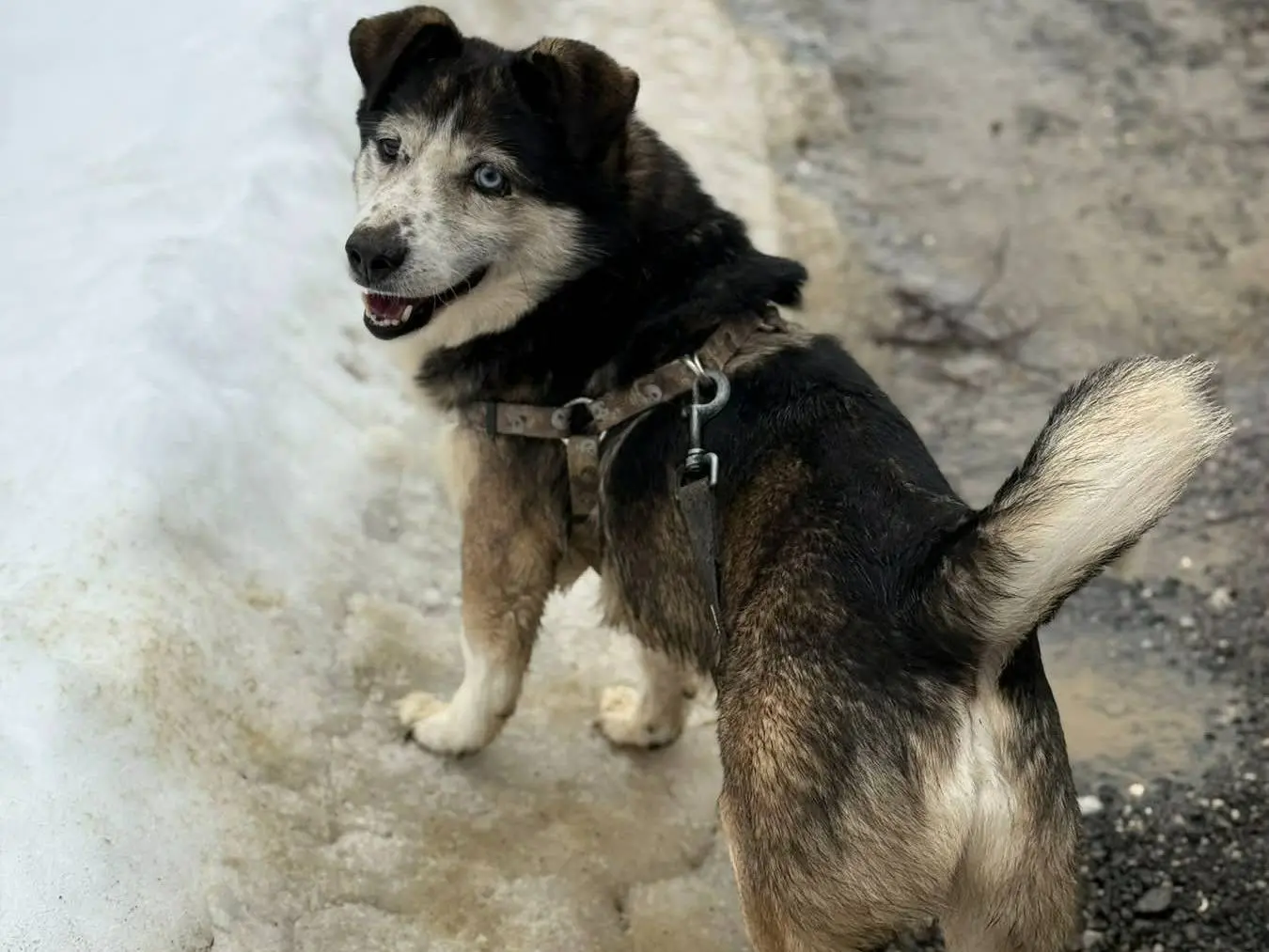 Adotta un cane, taglia piccola, maschio, Firenze