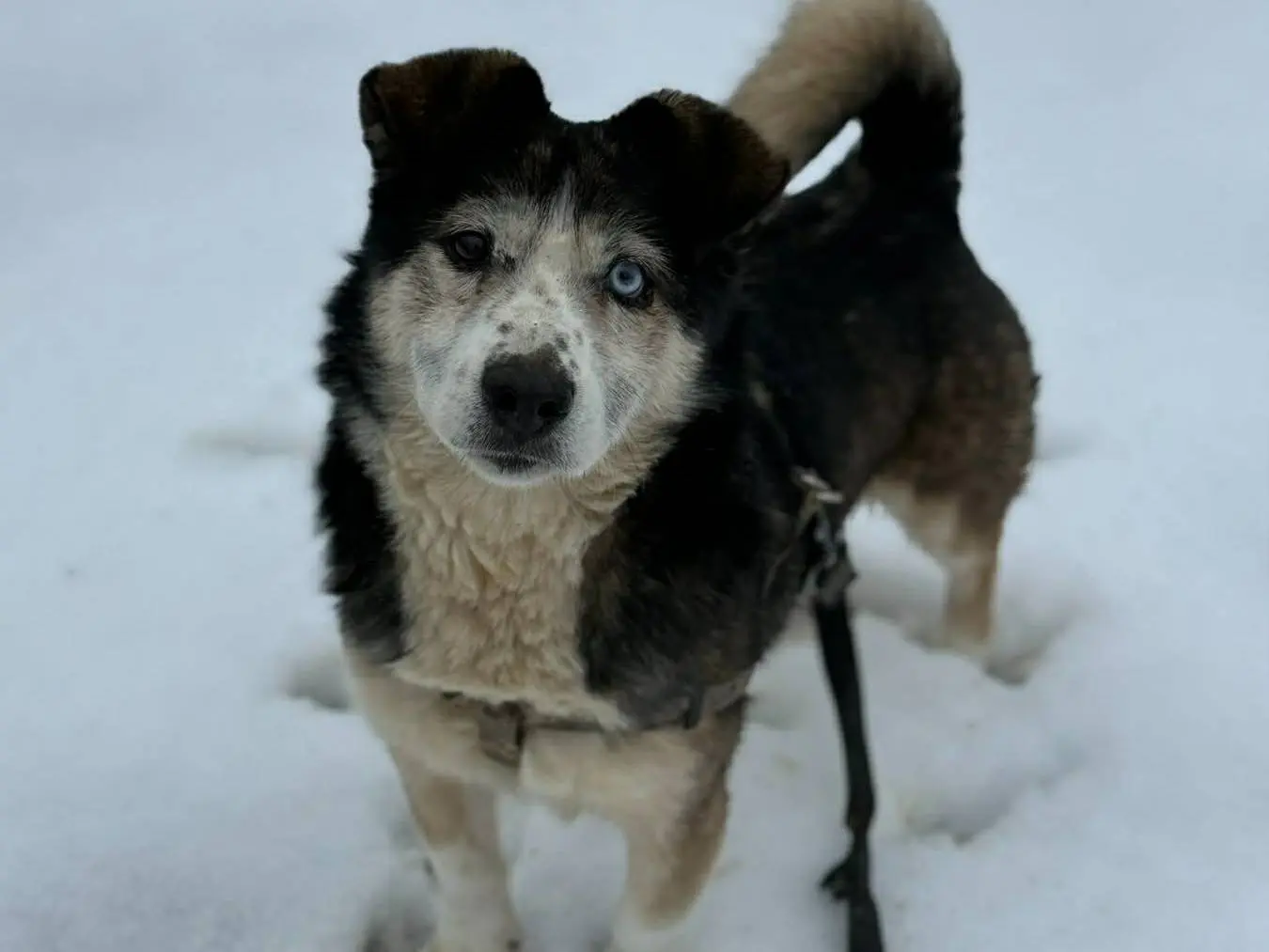 Vuoi adottare un cane a Firenze?