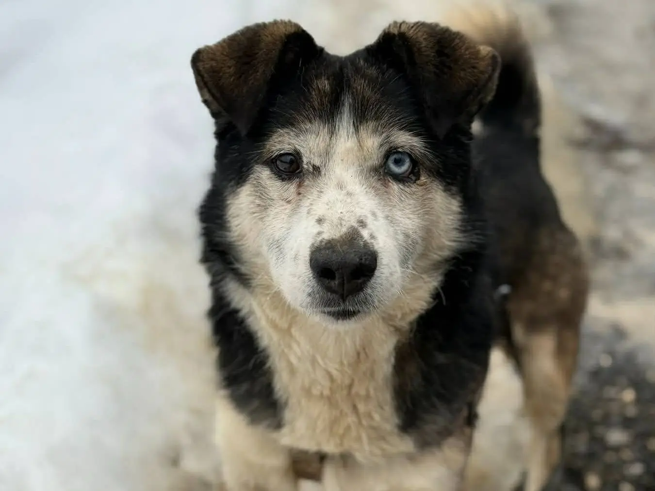 Adotta il cane ODINO a Firenze