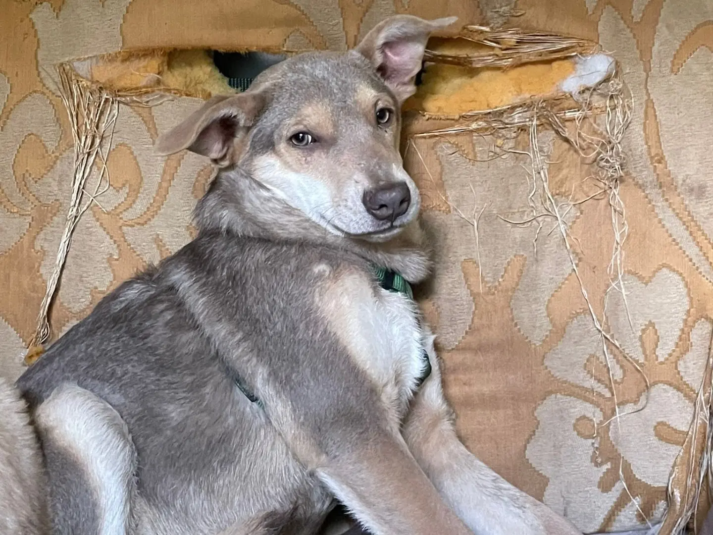 Vuoi adottare un cane a Lucca?