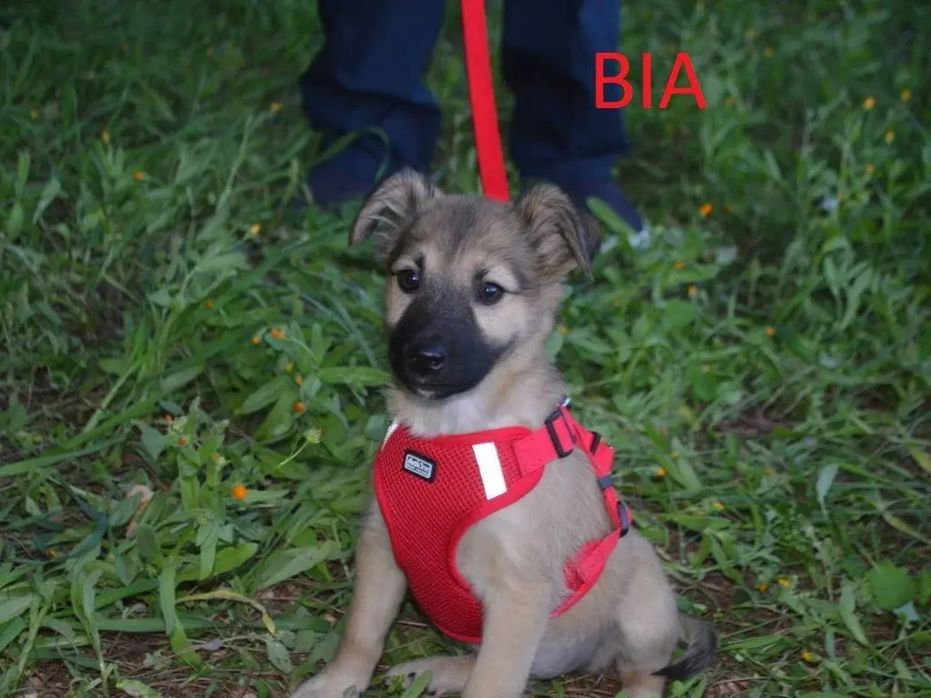 Adozione cane, femmina, Razza sconosciuta Razza sconosciuta, 3 mesi, taglia media contenuta, Lecce