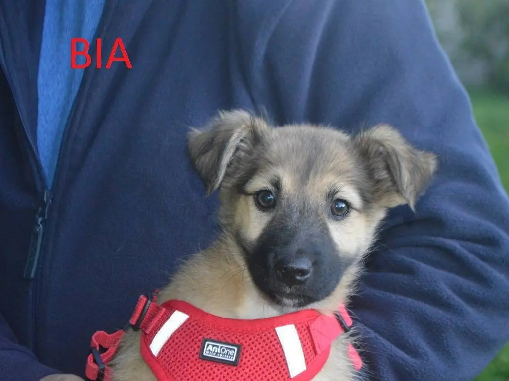 Adotta un cane, taglia media contenuta, femmina, Lecce