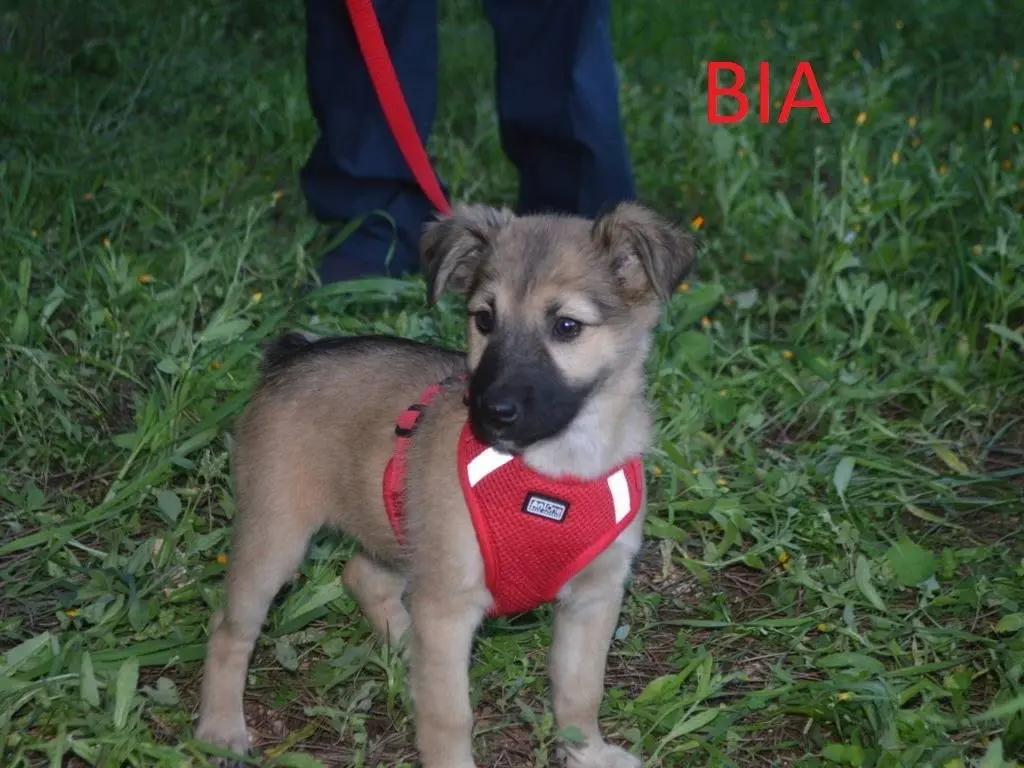 Adotta un cane, femmina, 3 mesi, Lecce