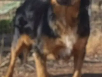 Foto 3 dell'animale