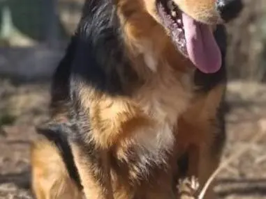 Vuoi adottare un cane a Bari?