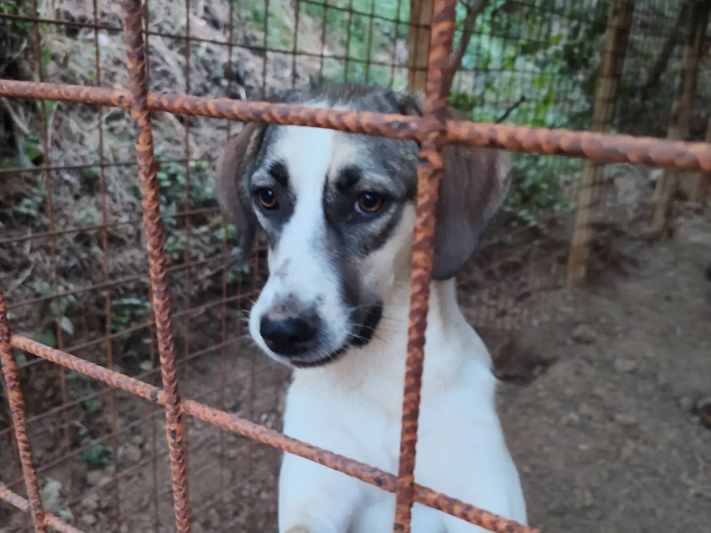 Adozione cane, femmina, Razza sconosciuta Razza sconosciuta, 1 anno e 2 mesi, taglia media, Catanzaro