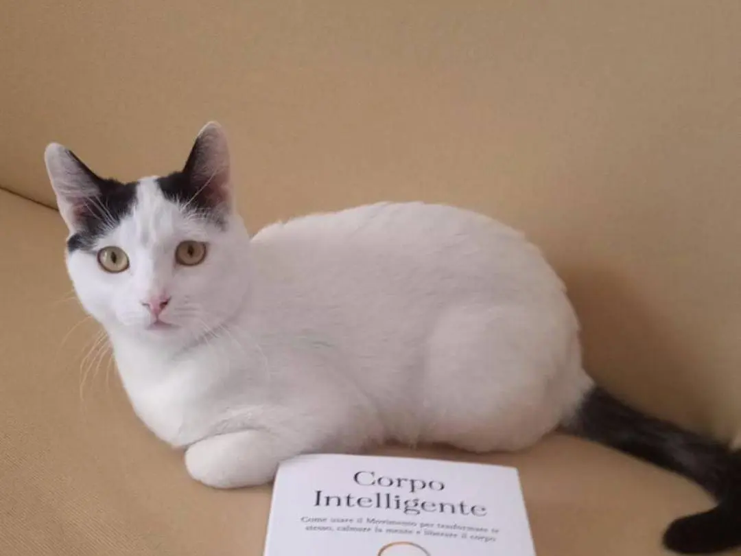 Adozione gatto, maschio, Razza sconosciuta Razza sconosciuta, 3 anni e 2 mesi, taglia non valida, Napoli