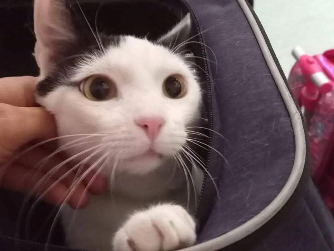 Adotta un gatto, taglia non valida, maschio, Napoli