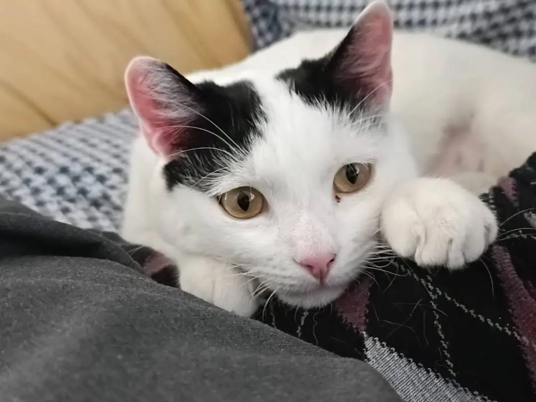 Adotta un gatto, maschio, 3 anni e 2 mesi, Napoli