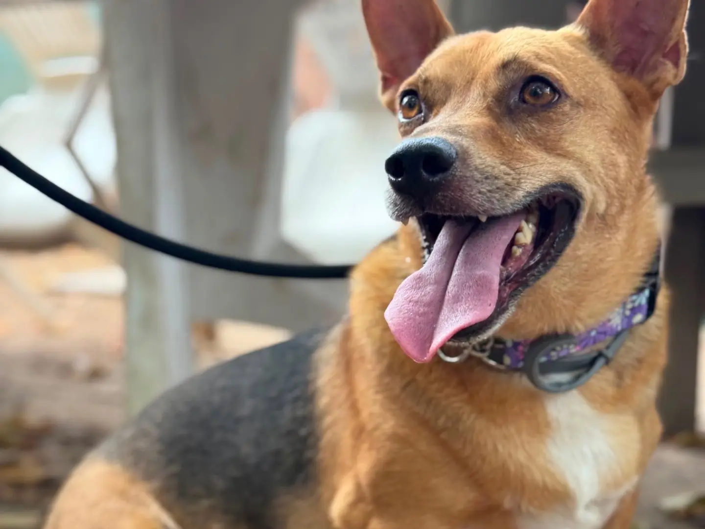 Adozione cane, maschio, Razza sconosciuta Razza sconosciuta, 6 anni e 9 mesi, taglia media contenuta, Milano